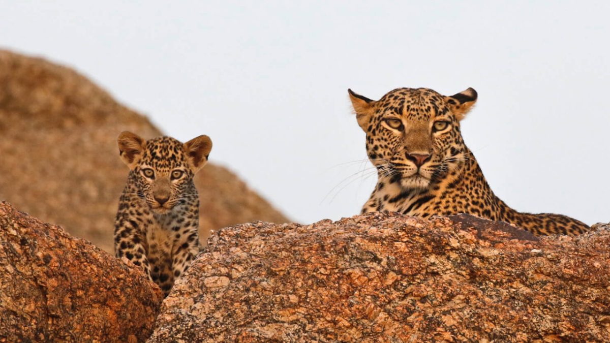 Jawai: The Leopard Kingdom | Offbeat Wildlife Destination in Rajasthan